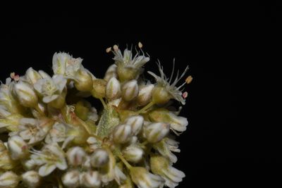 Eriogonum pauciflorum, photographed by Brian Finzel