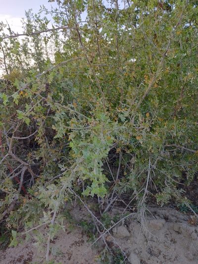 Bursera littoralis, photographed by Abraham Sánchez Romero