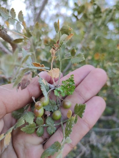Bursera littoralis, photographed by Abraham Sánchez Romero