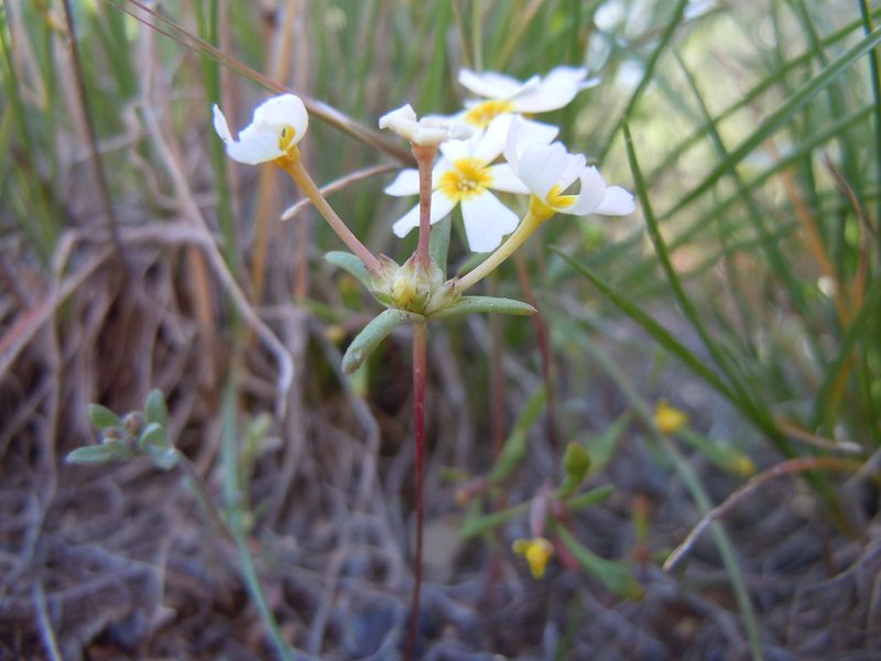 Gymnosteris nudicaulis, photographed by Matt Lavin