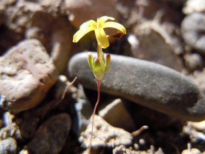 Gymnosteris nudicaulis, photographed by Matt Lavin