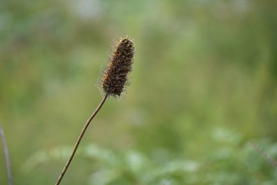 Xanthorrhoea macronema, photographed by Thomas Mesaglio