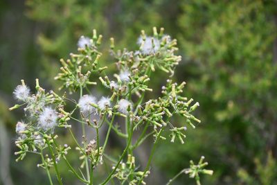 Erechtites valerianifolius, photographed by Thomas Mesaglio