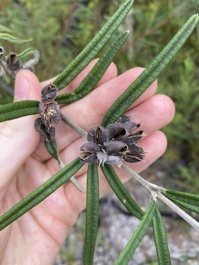 Oxylobium robustum, photographed by Thomas Mesaglio