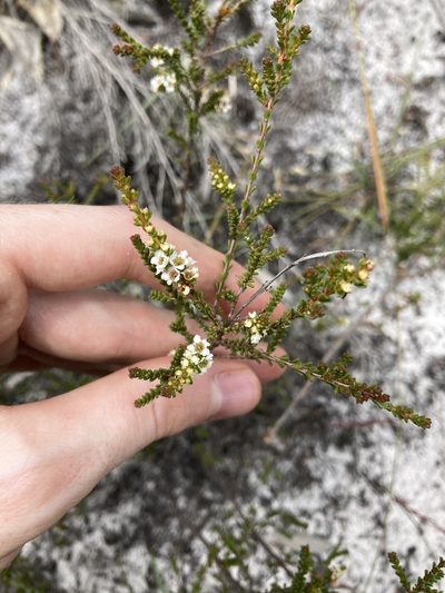 Baeckea diosmifolia, photographed by Thomas Mesaglio
