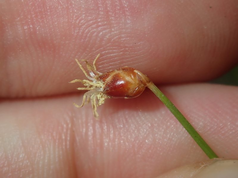 Fimbristylis nutans, photographed by Thomas Mesaglio