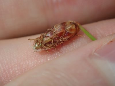 Fimbristylis nutans, photographed by Thomas Mesaglio