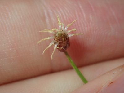 Fimbristylis nutans, photographed by Thomas Mesaglio