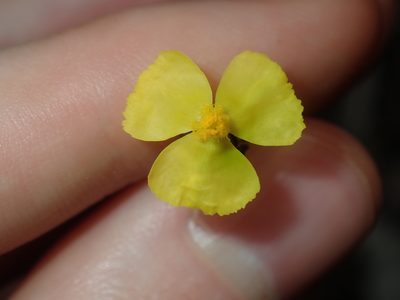 Xyris complanata, photographed by Thomas Mesaglio