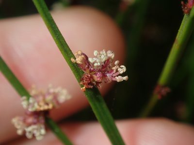Amperea xiphoclada, photographed by Thomas Mesaglio