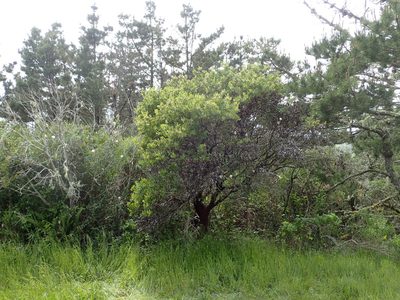 Arctostaphylos virgata, photographed by rockybajada