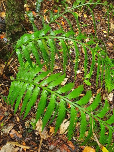 Asplenium scleroprium, photographed by Kate McAlpine