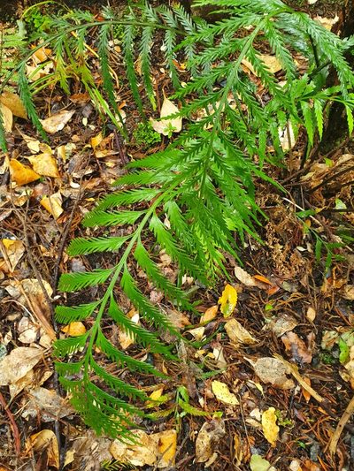 Asplenium scleroprium, photographed by Kate McAlpine