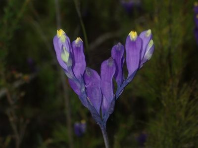 Burmannia disticha, photographed by Thomas Mesaglio