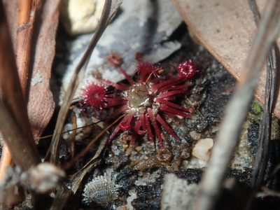 Drosera pygmaea, photographed by Thomas Mesaglio