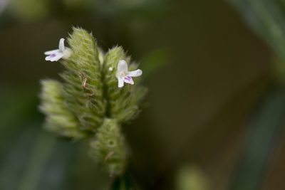 Lepidagathis stenophylla, photographed by Licheng Shih