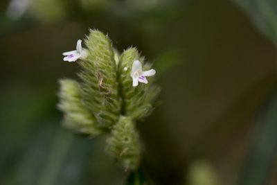 Lepidagathis stenophylla, photographed by Licheng Shih