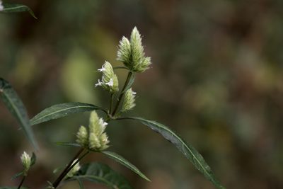 Lepidagathis stenophylla, photographed by Licheng Shih