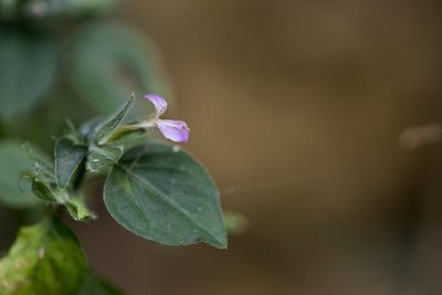 Dicliptera chinensis, photographed by Licheng Shih
