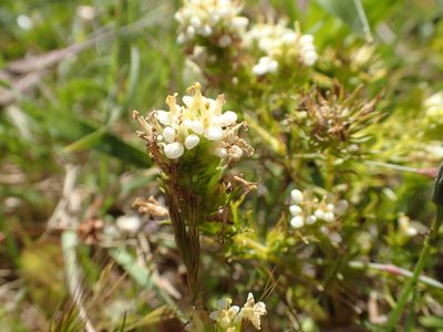 Triphysaria floribunda, photographed by rockybajada