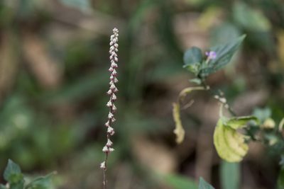 Cyathula prostrata