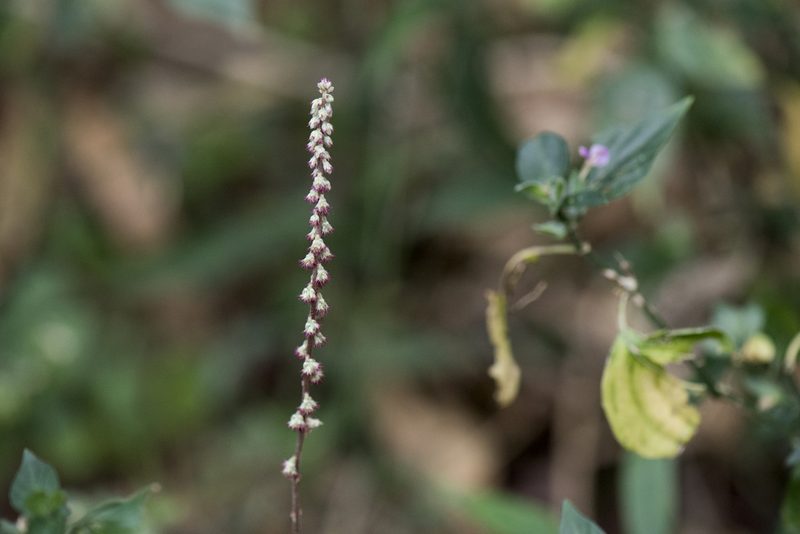 Cyathula prostrata, photographed by Licheng Shih