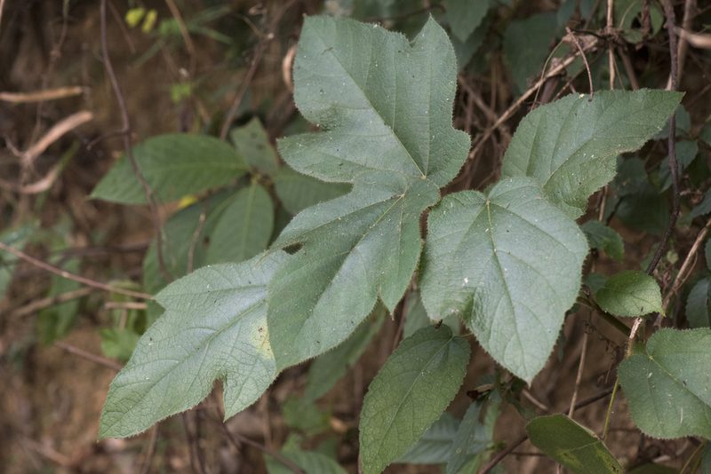 Ficus triloba, photographed by Licheng Shih