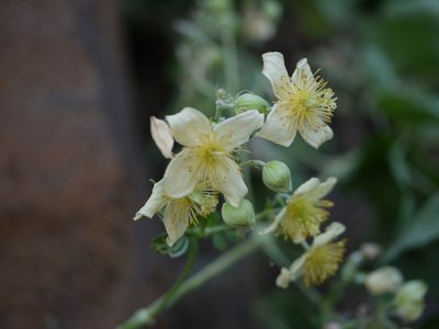 Clematis wightiana, photographed by Dinesh Valke