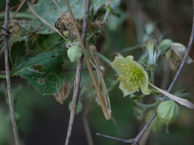 Clematis wightiana, photographed by Dinesh Valke