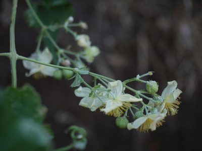 Clematis wightiana, photographed by Dinesh Valke