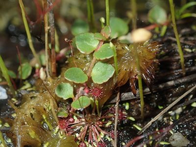 Gonocarpus micranthus, photographed by Thomas Mesaglio