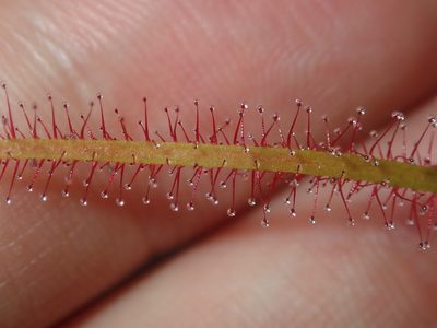 Drosera binata, photographed by Thomas Mesaglio