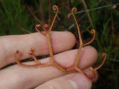 Drosera binata, photographed by Thomas Mesaglio