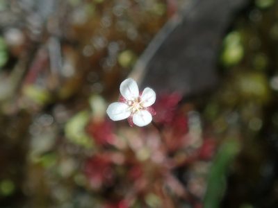 Drosera pygmaea, photographed by Thomas Mesaglio