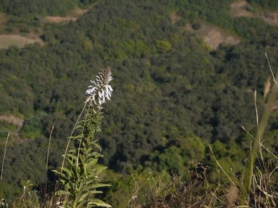 Lobelia nicotianifolia, photographed by Dinesh Valke