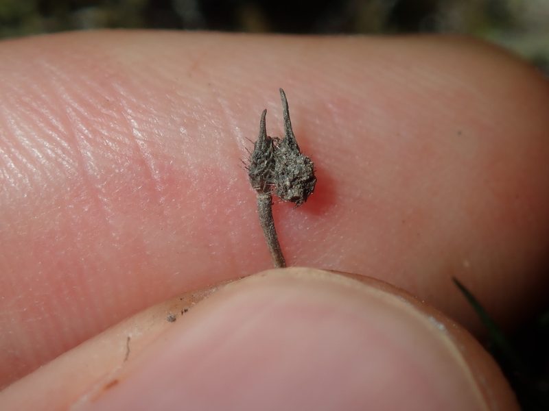 Centrolepis fascicularis, photographed by Thomas Mesaglio