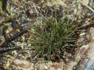 Centrolepis fascicularis, photographed by Thomas Mesaglio