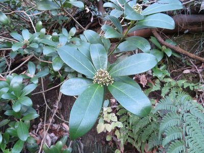 Skimmia japonica, photographed by Marco Mussita