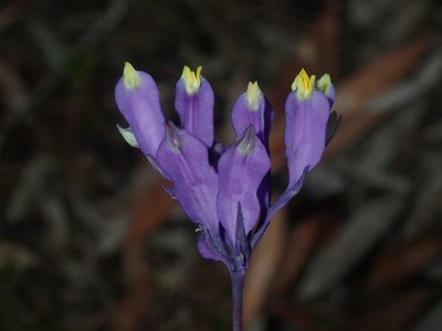 Burmannia disticha, photographed by Thomas Mesaglio