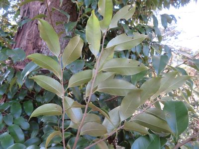 Castanopsis sieboldii, photographed by Marco Mussita