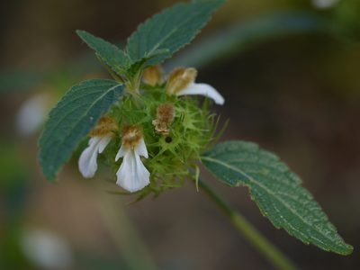 Leucas ciliata, photographed by Dinesh Valke