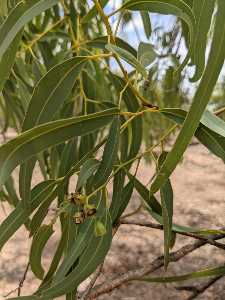 Eucalyptus tectifica, photographed by Michael Somerville