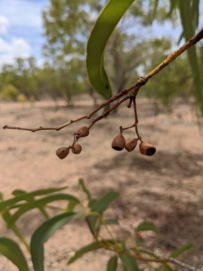 Eucalyptus tectifica, photographed by Michael Somerville