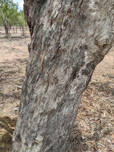 Eucalyptus tectifica, photographed by Michael Somerville