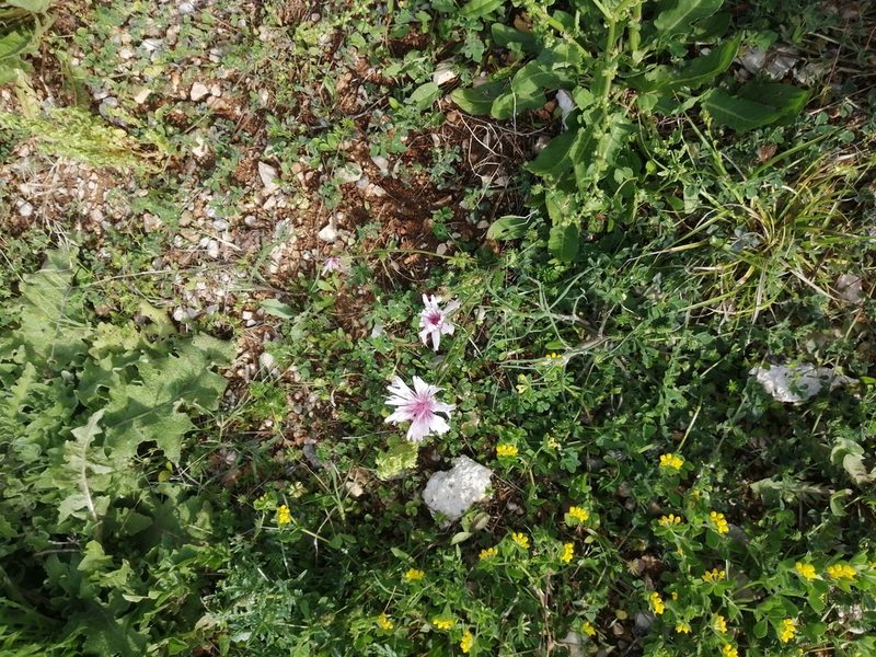Crepis rubra, photographed by Flora_DUMO