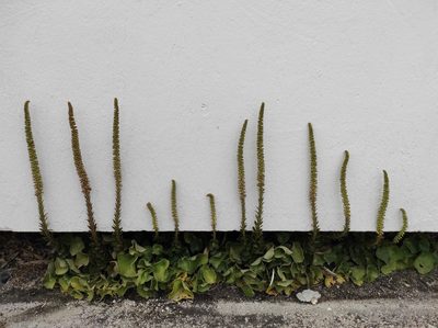 Umbilicus horizontalis, photographed by Flora_DUMO