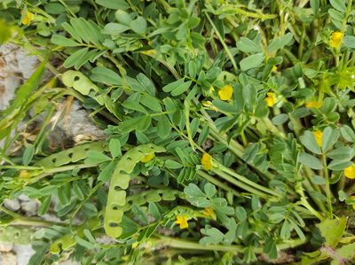 Hippocrepis biflora, photographed by Flora_DUMO