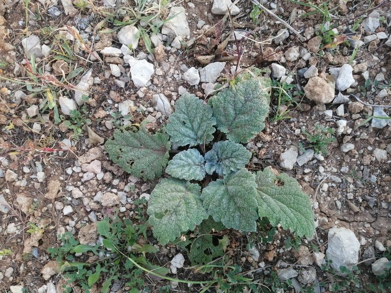Salvia sclarea, photographed by Flora_DUMO