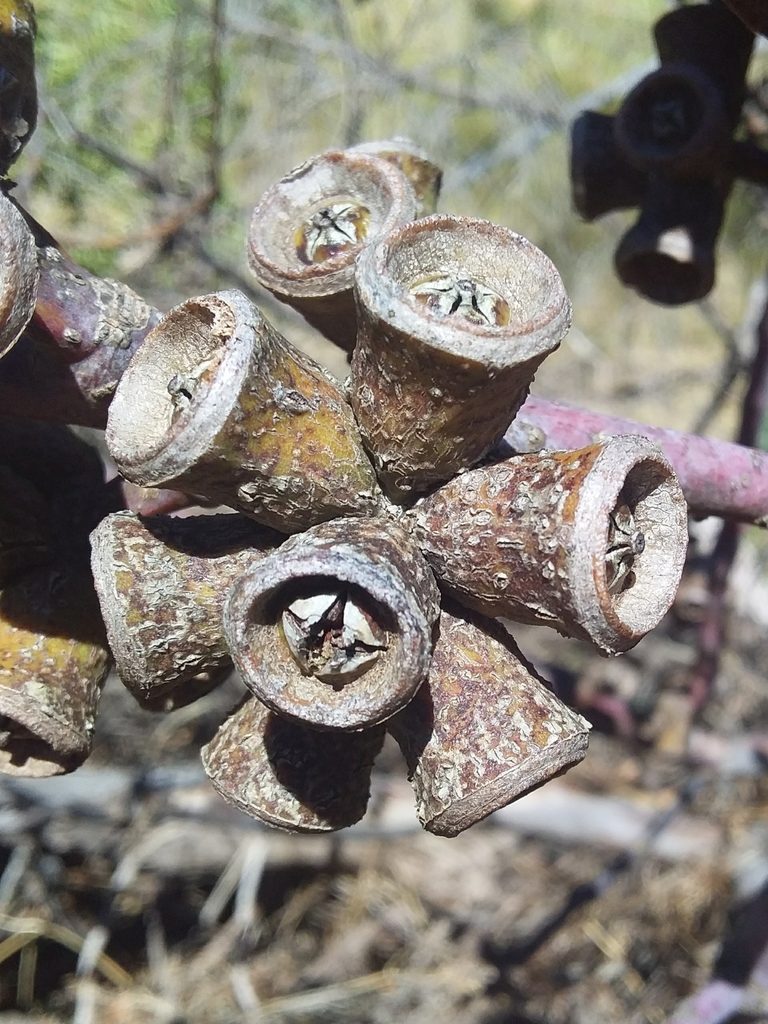 Eucalyptus stricklandii, photographed by insiderelic