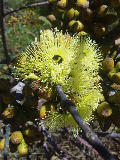 Eucalyptus stricklandii, photographed by insiderelic